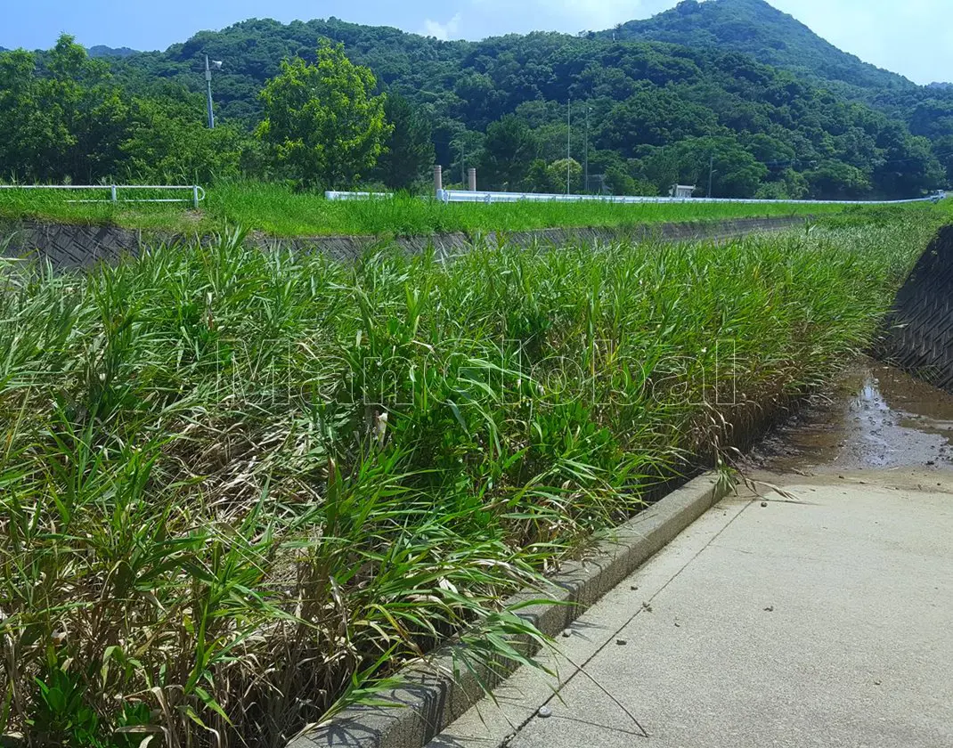 遠田川のマングローブ自生地(4)