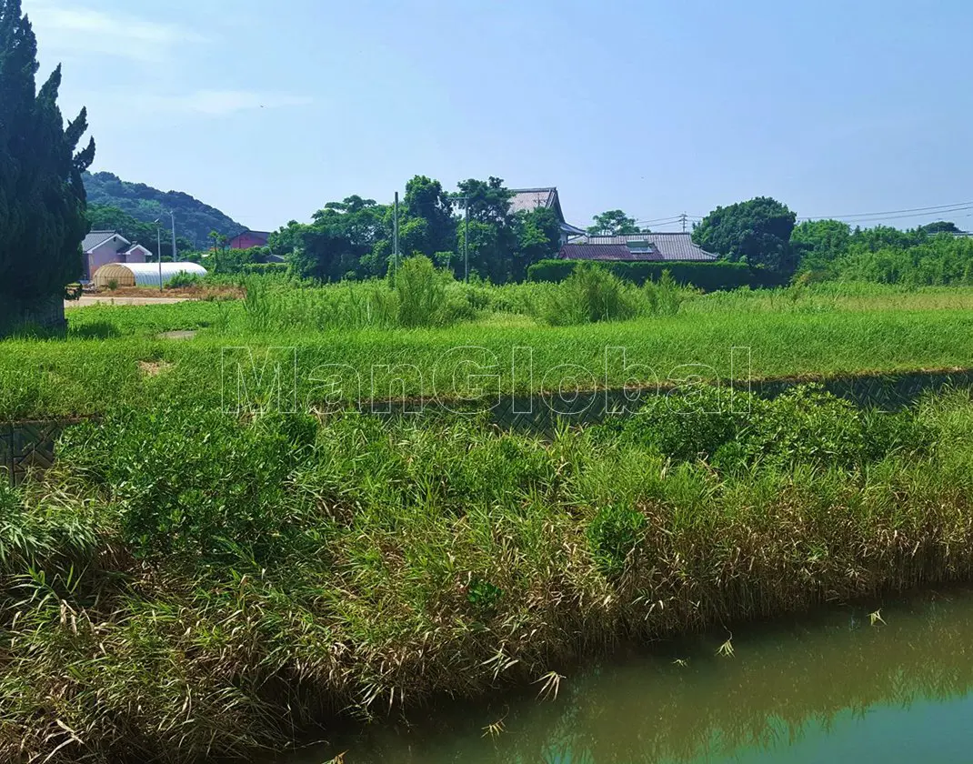 遠田川のマングローブ自生地(5)