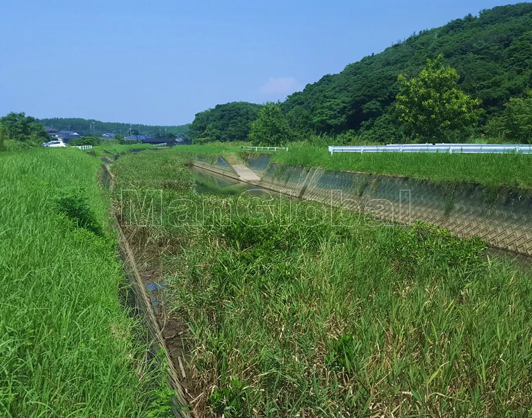 遠田川のマングローブ自生地(6)