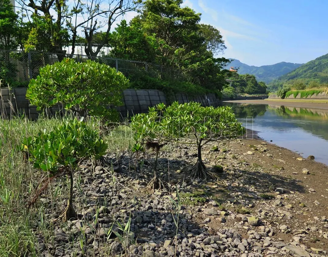 大浦川のマングローブ風景"