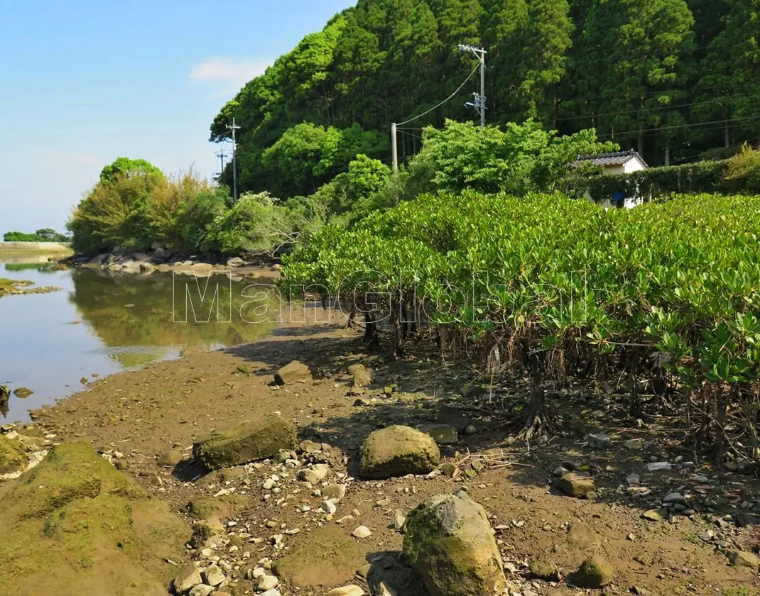 大浦川のマングローブ自生地(2)