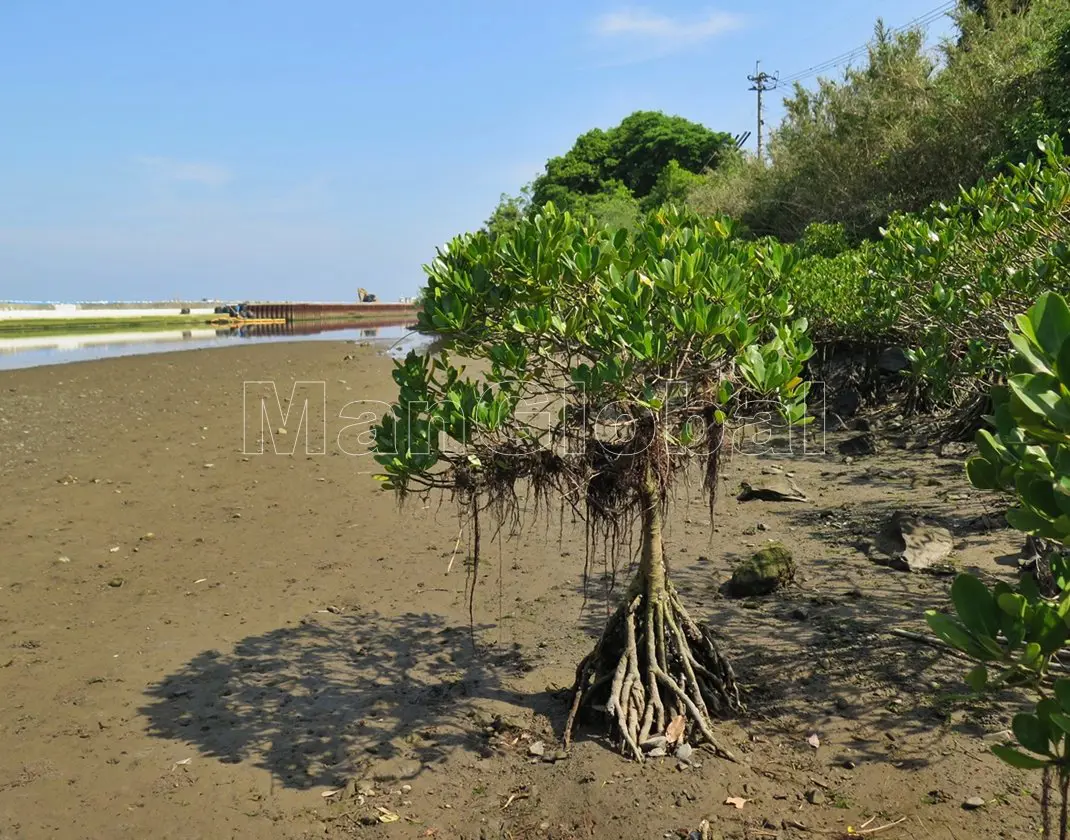 大浦川のマングローブ自生地(3)