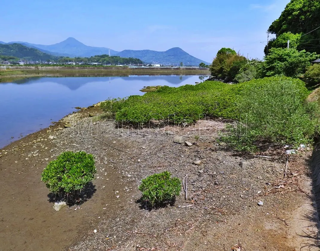 大浦川のマングローブ自生地(4)