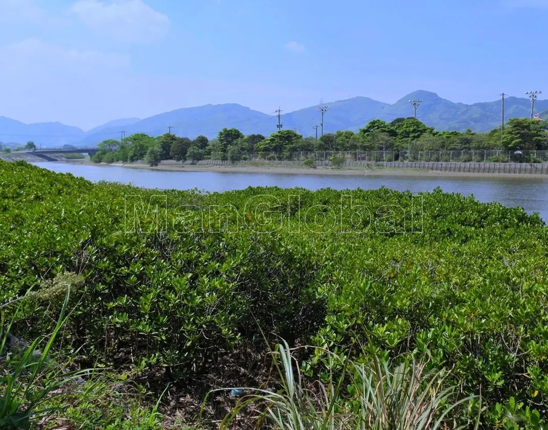 大浦川のマングローブ自生地(5)