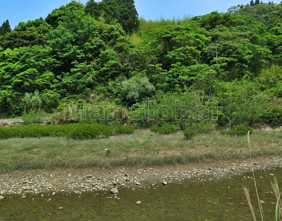 榊川のマングローブ自生地(1)