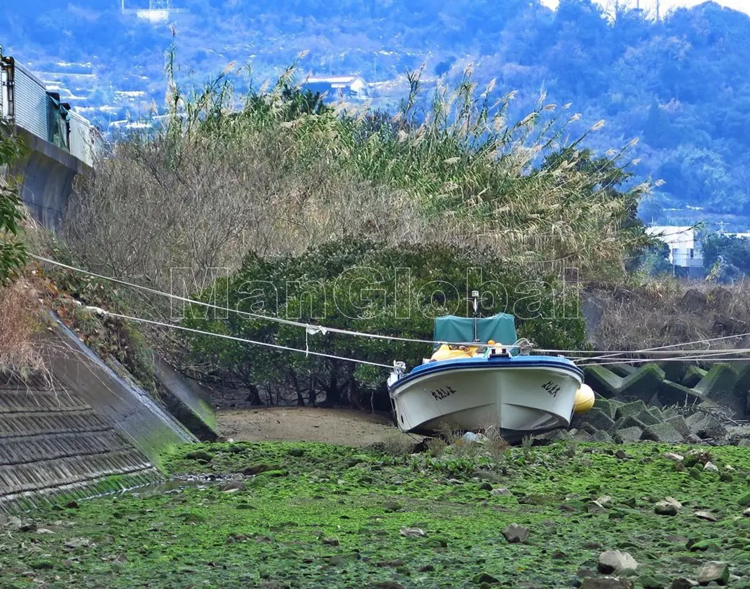 清水川のマングローブ風景"