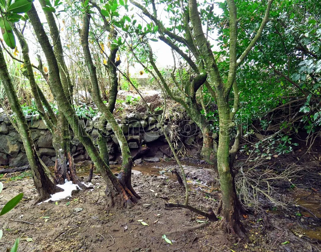 鈴村神社前のマングローブ自生地(2)