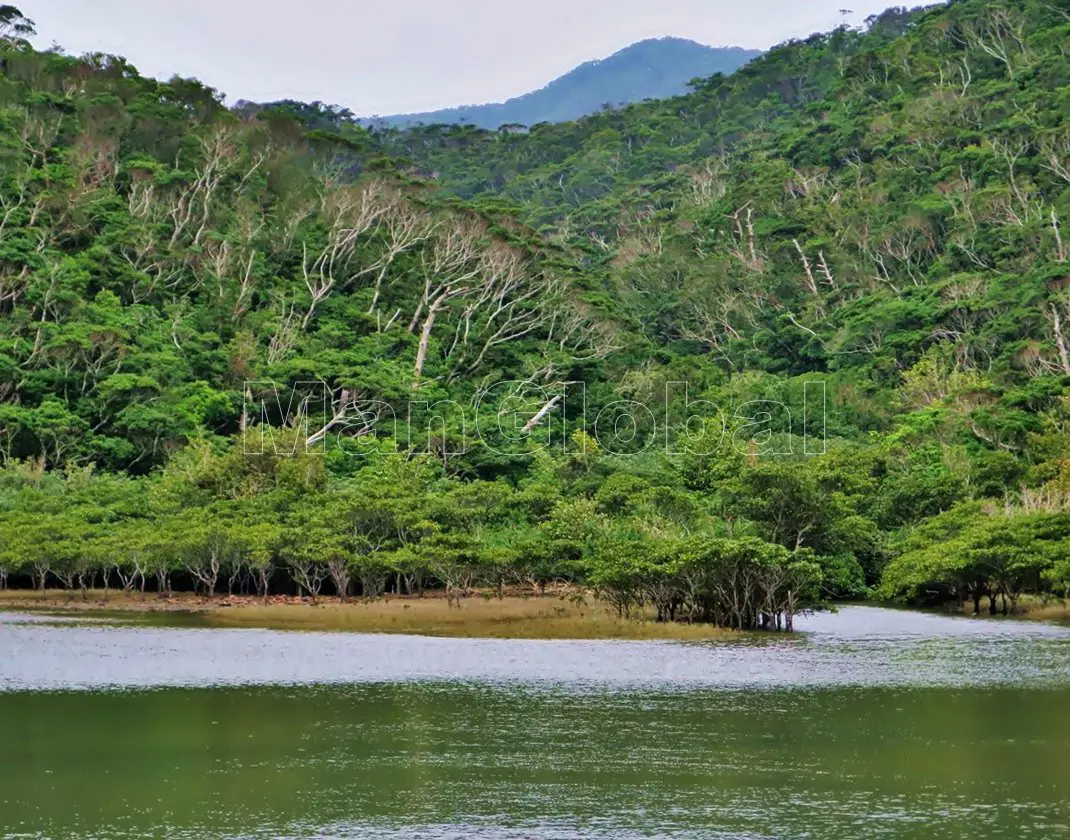 呑之浦干潟のマングローブ風景"