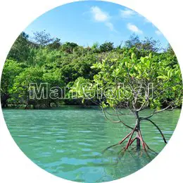 大浦湾のマングローブ風景