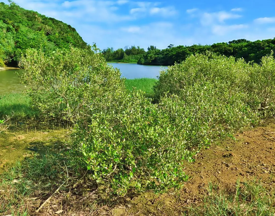 クウラ水辺公園のマングローブ風景