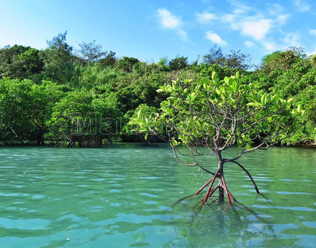 大浦湾のマングローブ風景