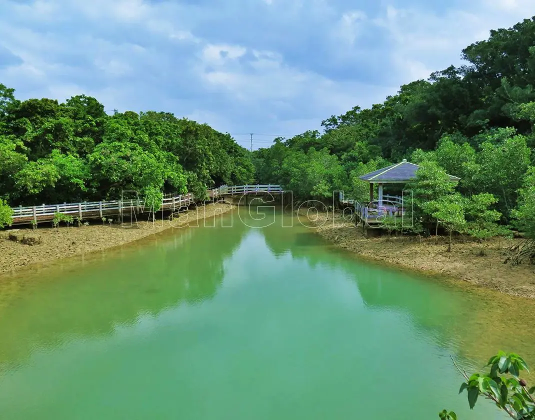 川満ウプカーのマングローブ風景