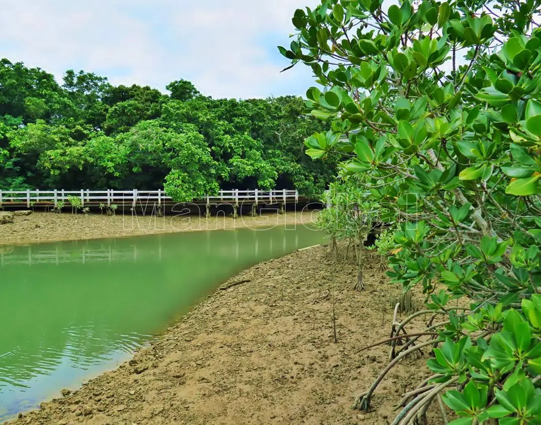 川満ウプカーのマングローブ自生地(3)