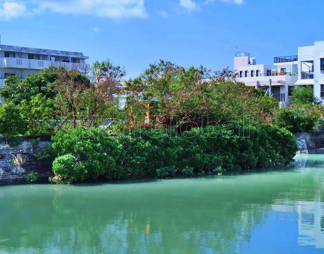 安謝川のマングローブ風景