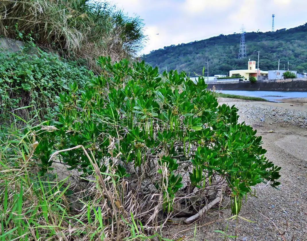 源河川のマングローブ風景