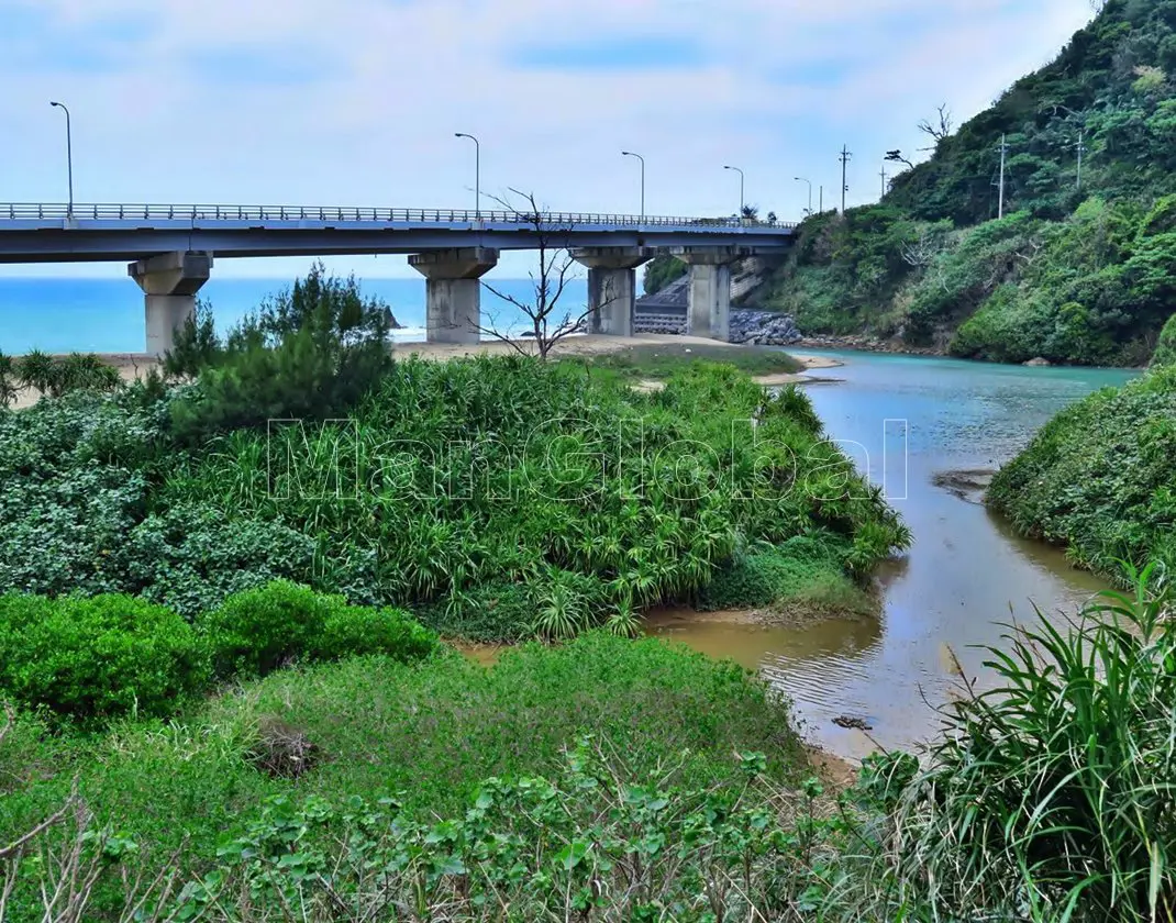 平南川のマングローブ風景