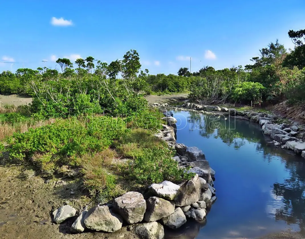 比屋根湿地のマングローブ風景