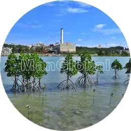 洲崎水路のマングローブ風景