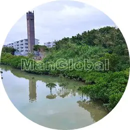 潮崎水路のマングローブ風景