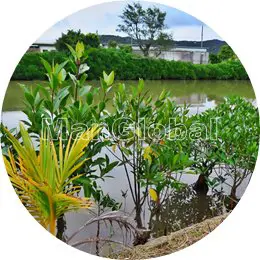 鏡地水路のマングローブ風景