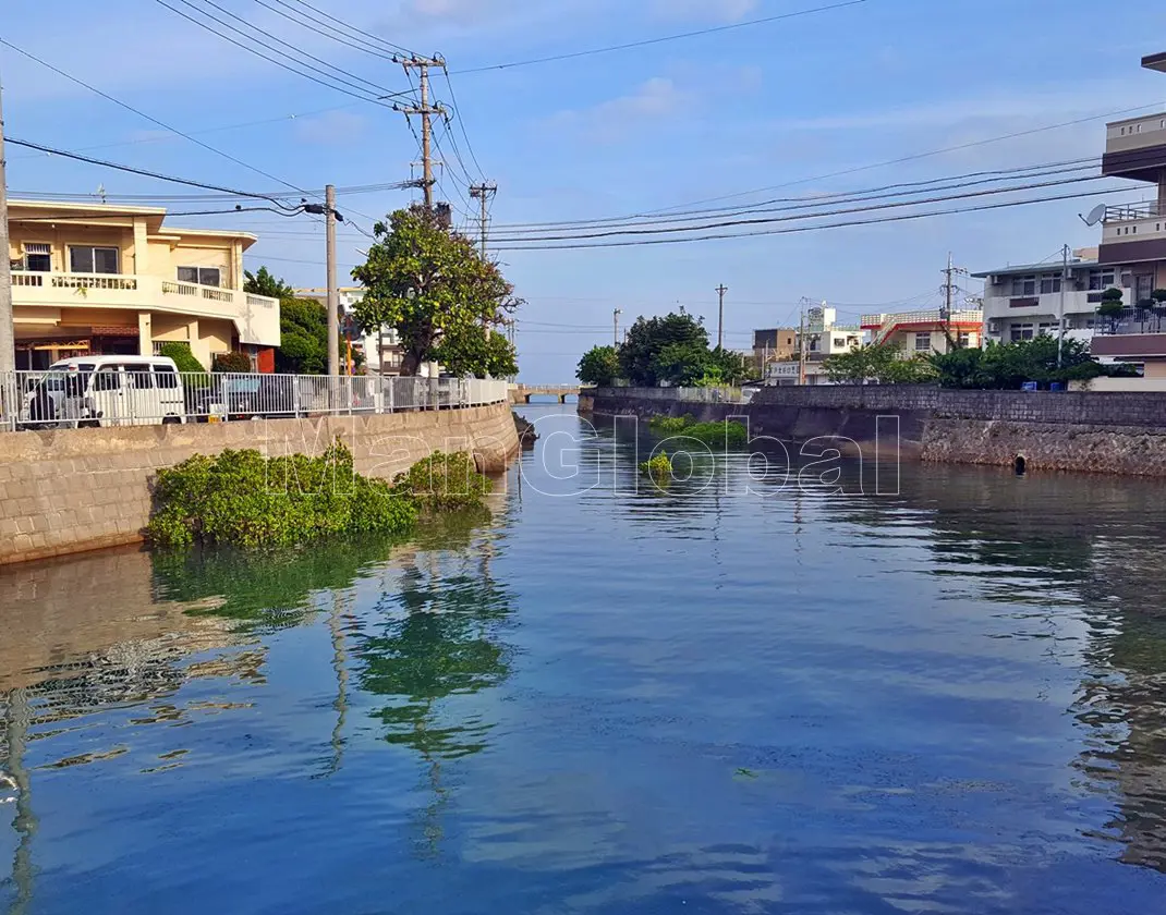 伊佐水路のマングローブ風景