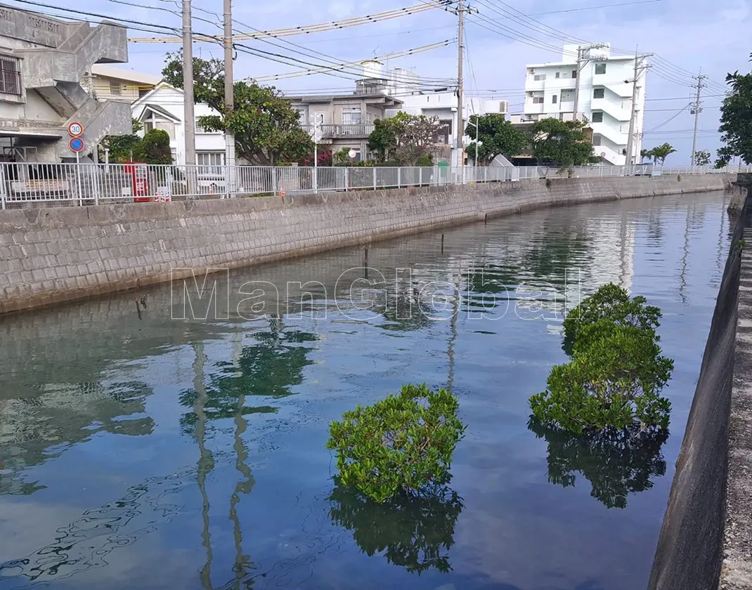 伊佐水路のマングローブ自生地(1)