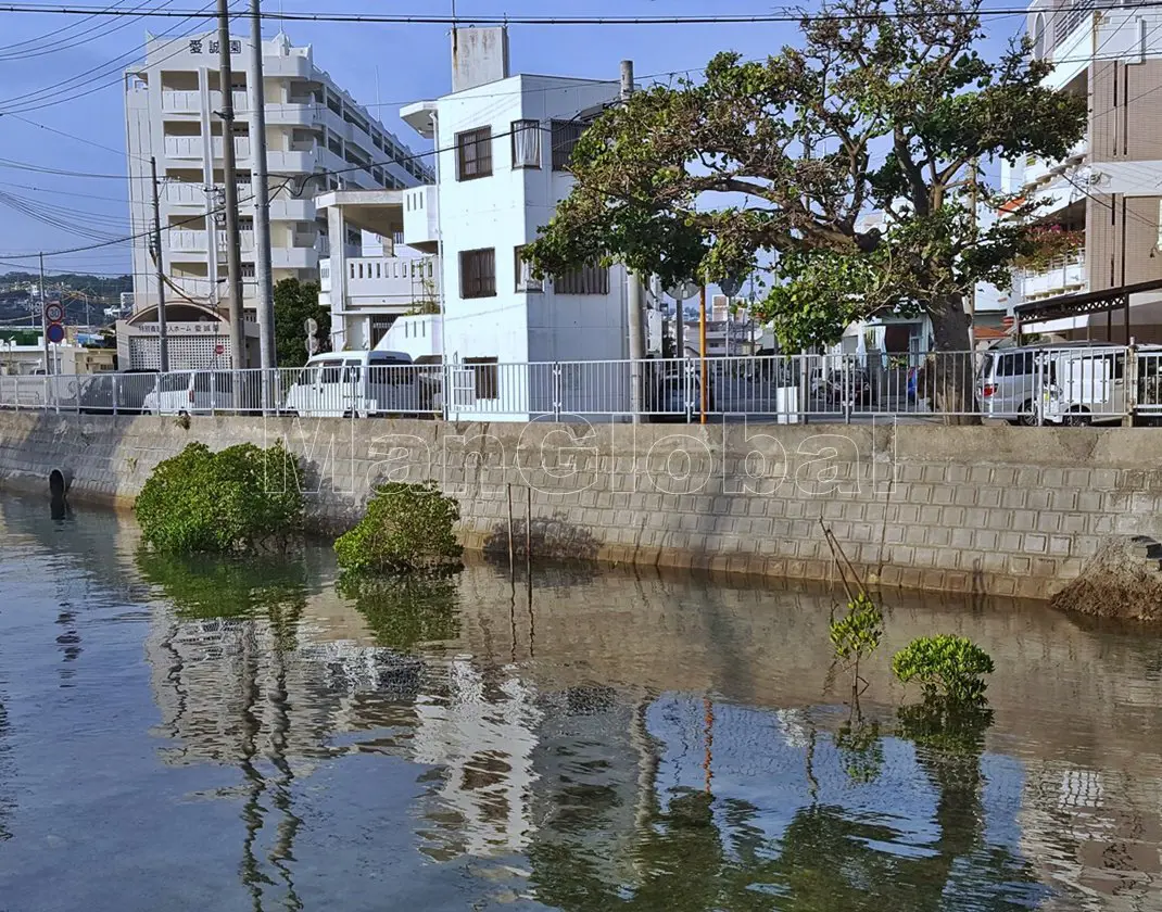 伊佐水路のマングローブ自生地(2)