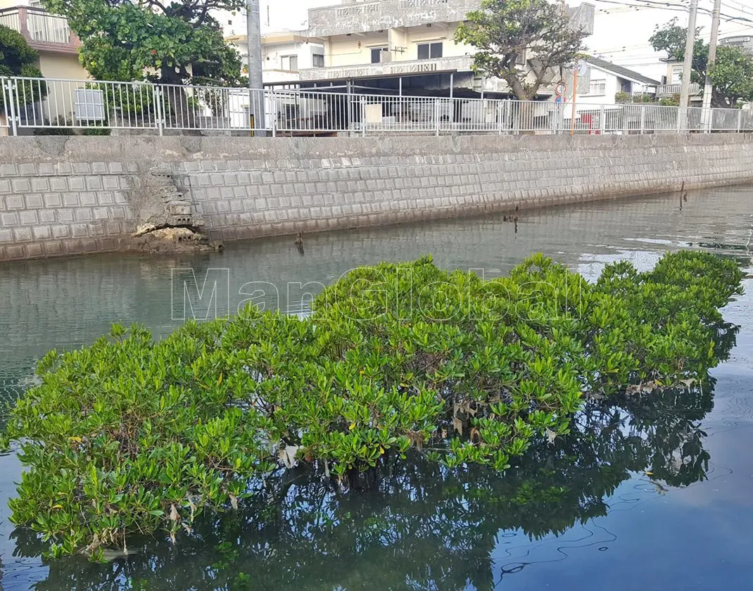 伊佐水路のマングローブ自生地(3)