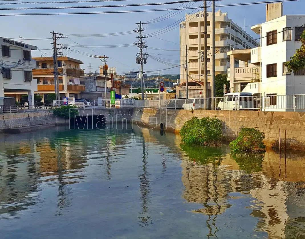 伊佐水路のマングローブ自生地(4)