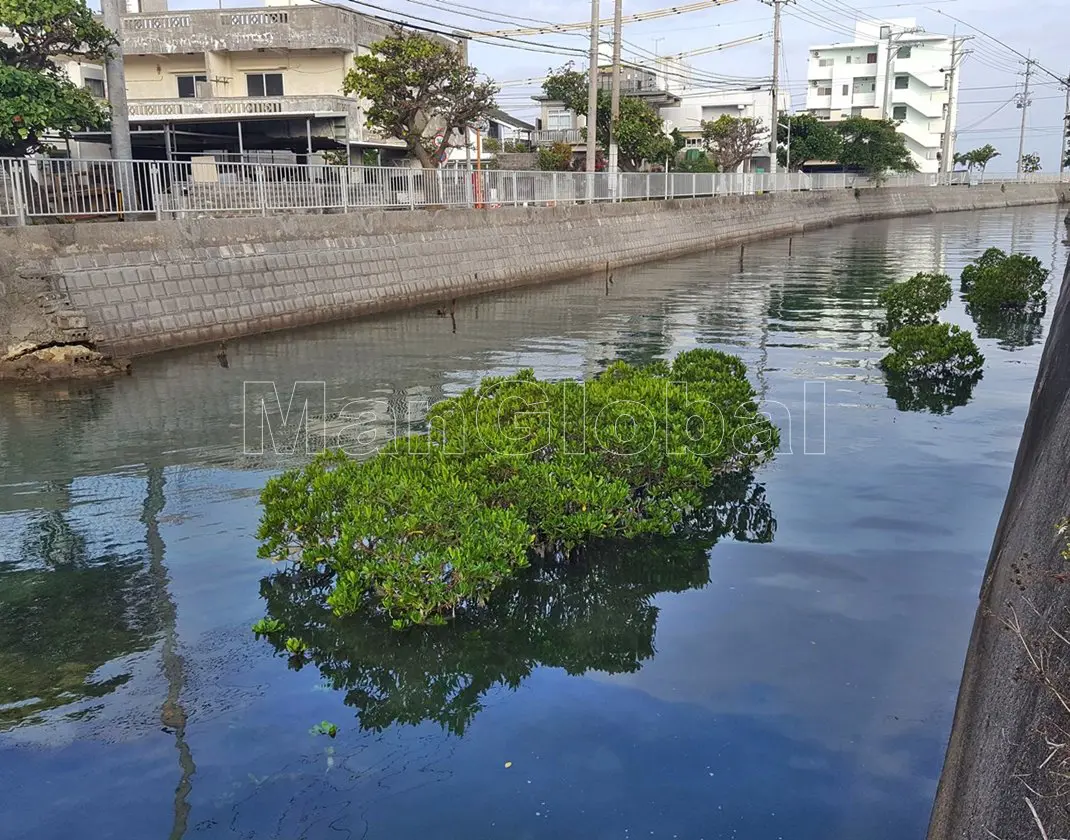 伊佐水路のマングローブ自生地(5)