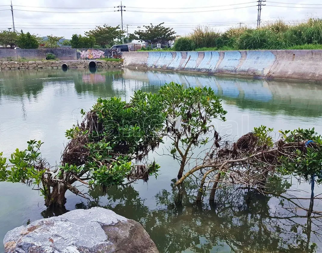 小那覇川のマングローブ自生地(4)