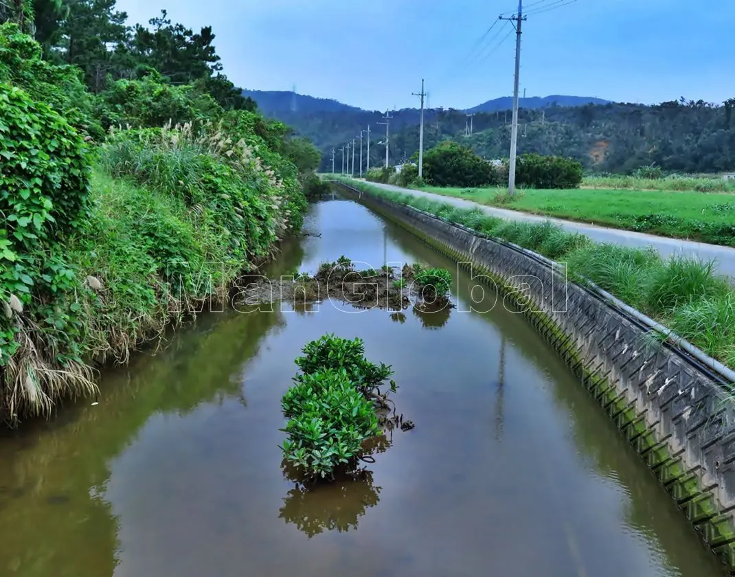 志嘉座川のマングローブ自生地(4)