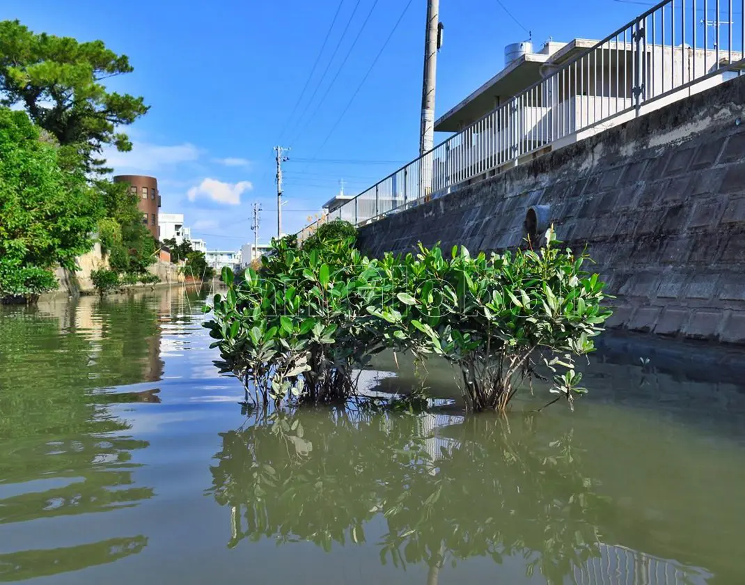 新開水路のマングローブ自生地(5)