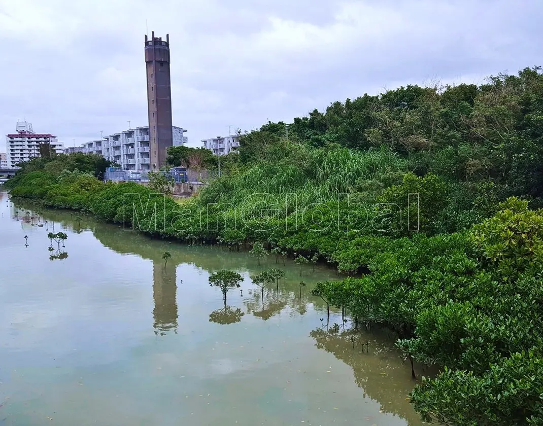 潮崎水路のマングローブ風景