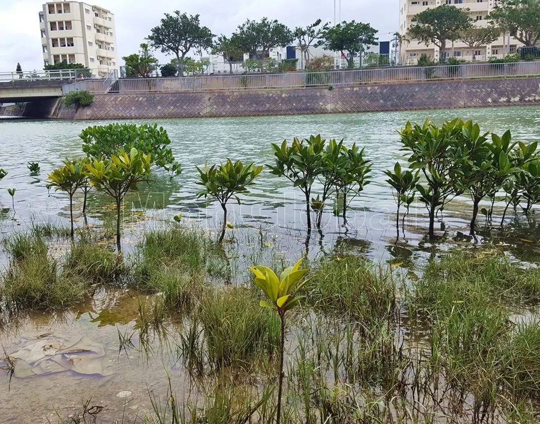 潮崎水路のマングローブ自生地(1)