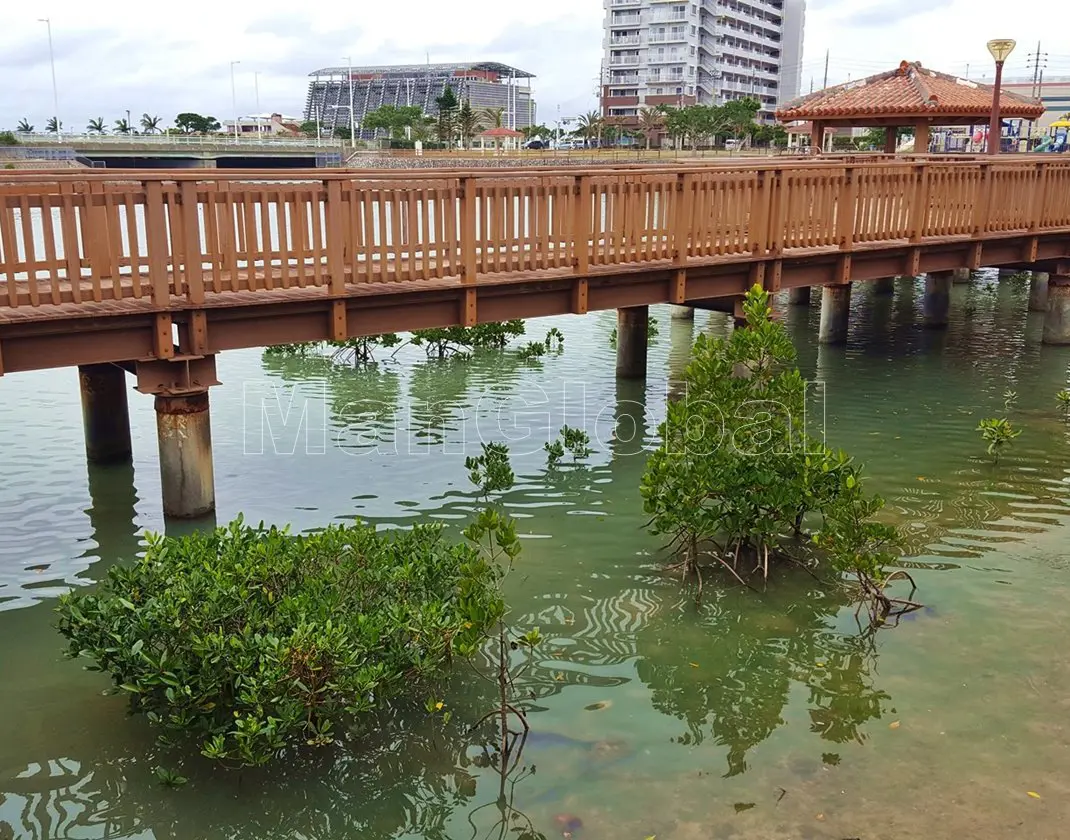 潮崎水路のマングローブ自生地(2)