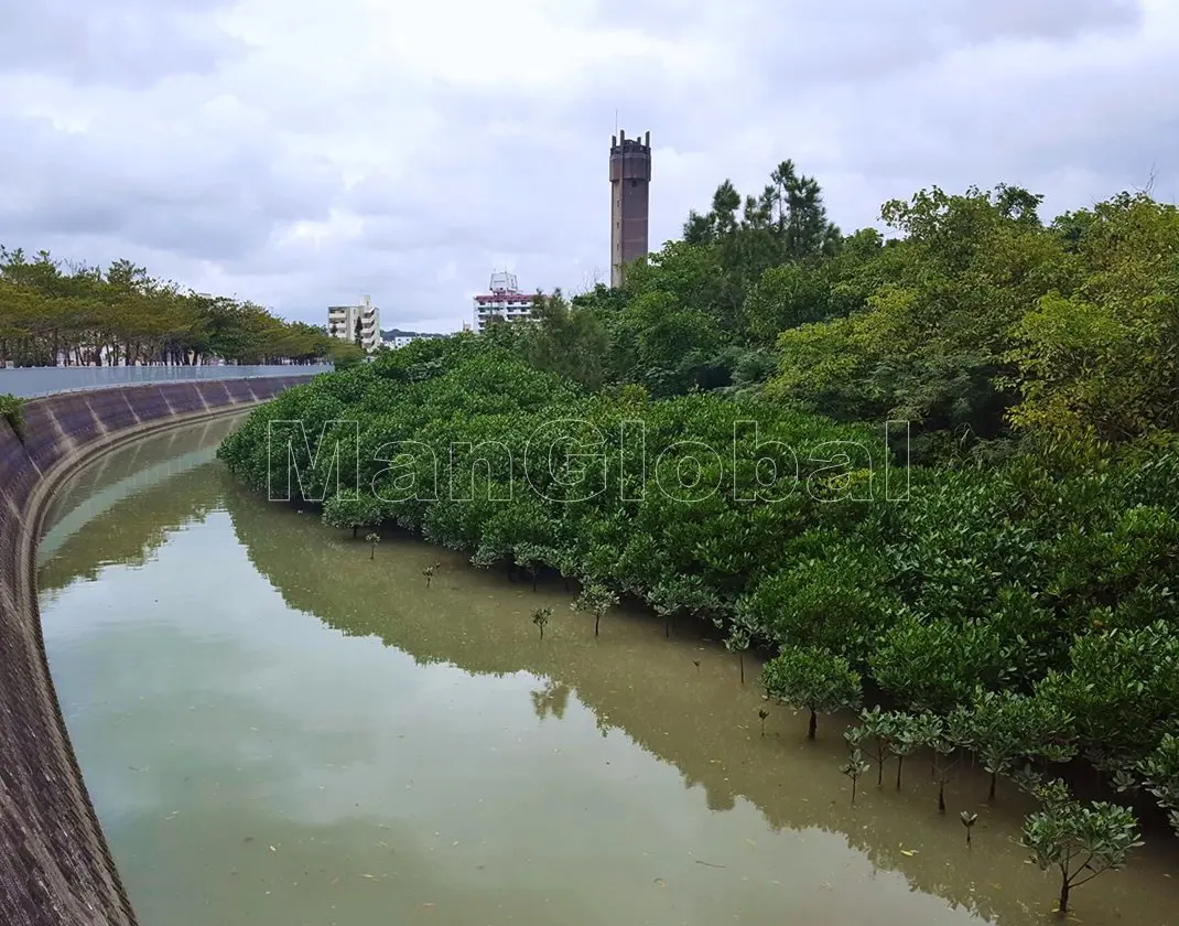 潮崎水路のマングローブ自生地(4)