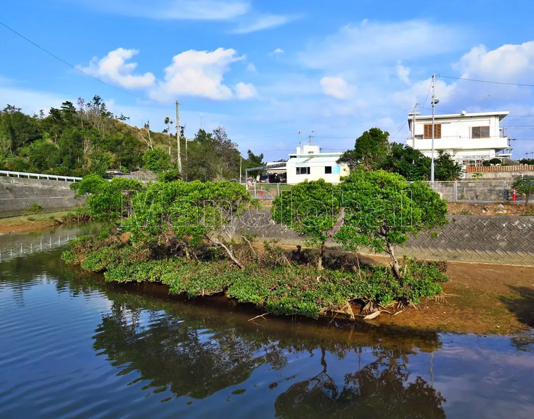 下の川のマングローブ自生地(4)