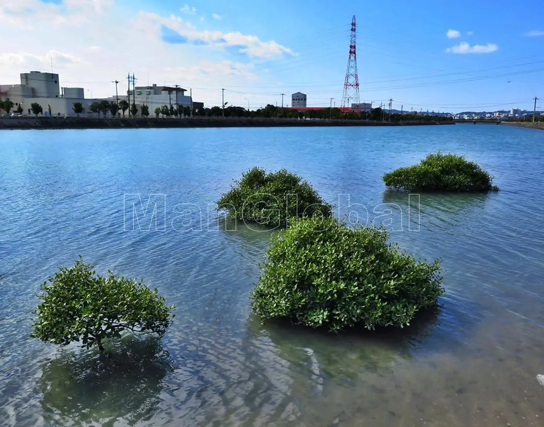 洲崎水路のマングローブ自生地(2)