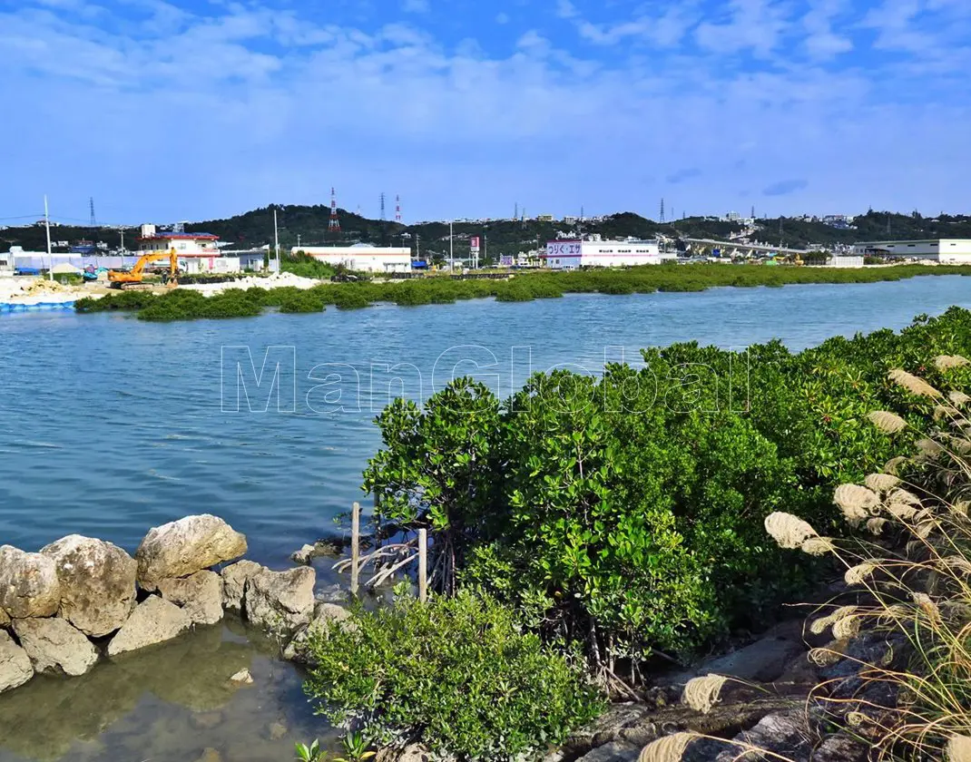 洲崎水路のマングローブ自生地(3)