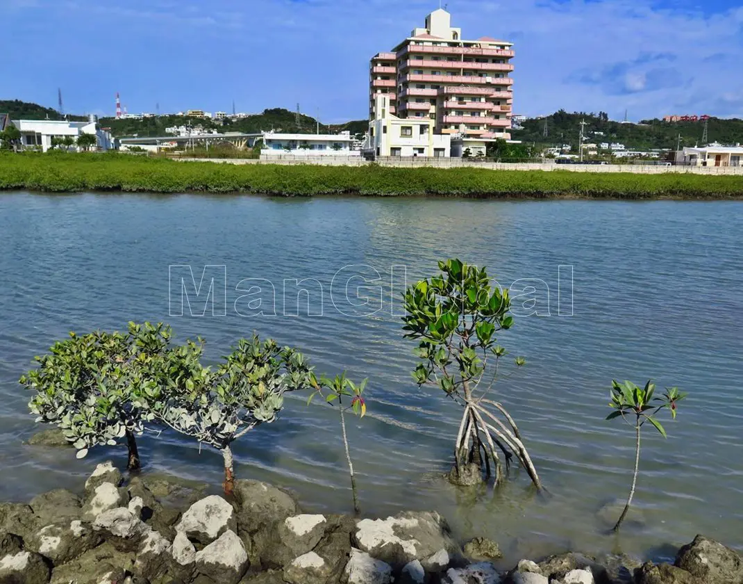 洲崎水路のマングローブ自生地(5)