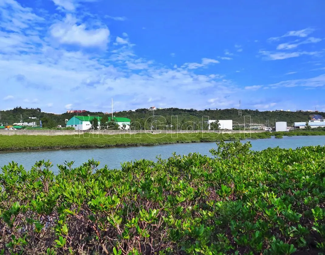 洲崎水路のマングローブ自生地(6)