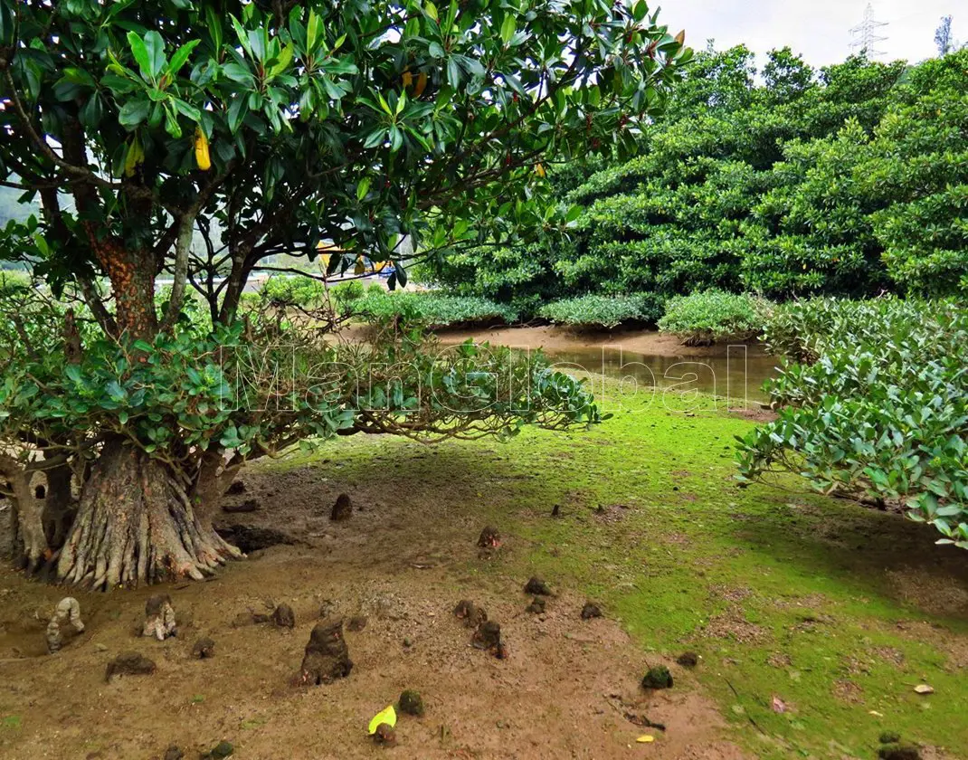 大保川のマングローブ風景