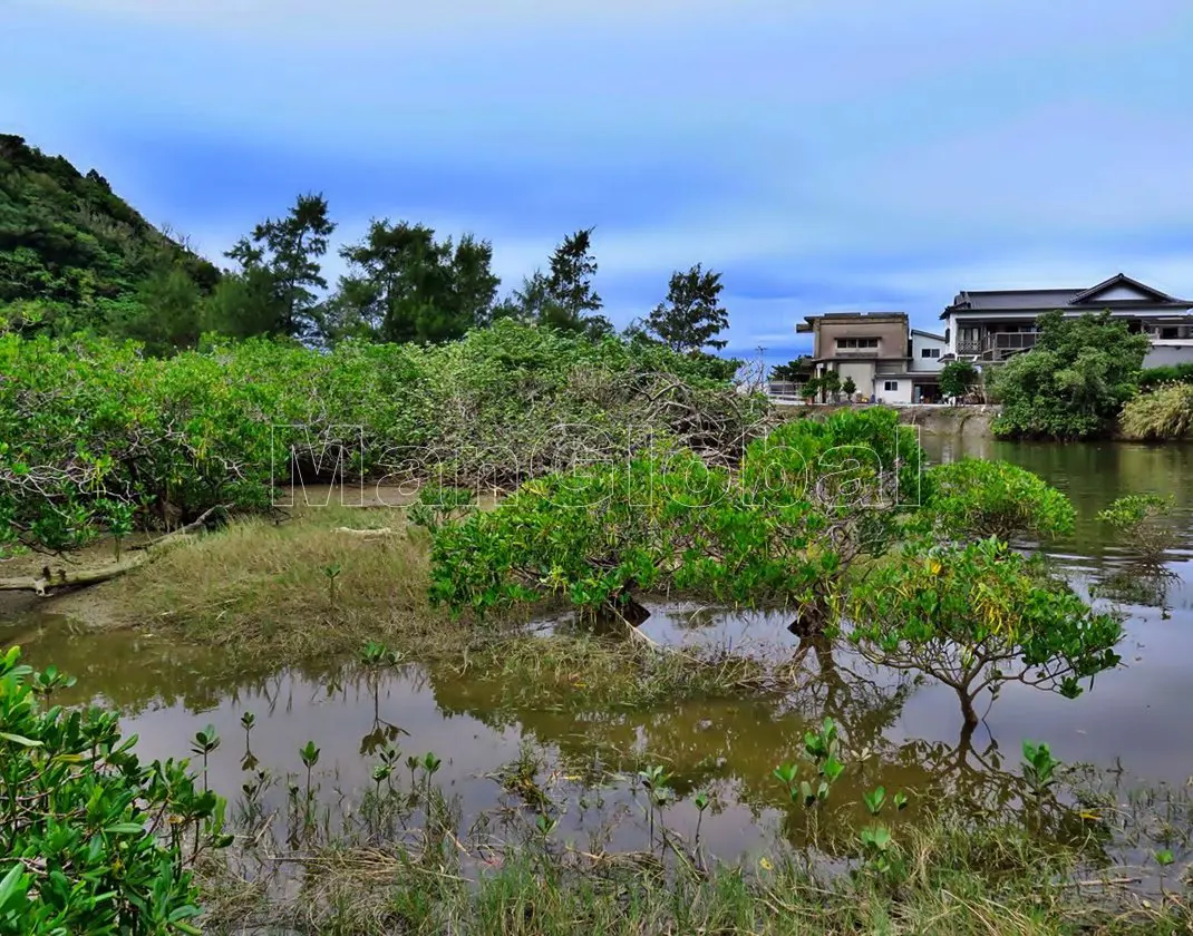 田嘉里川のマングローブ風景