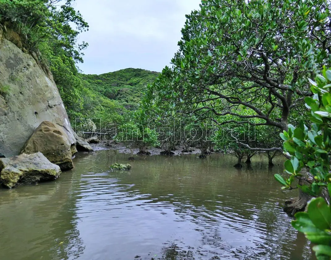 阿嶽川のマングローブ自生地(1)"