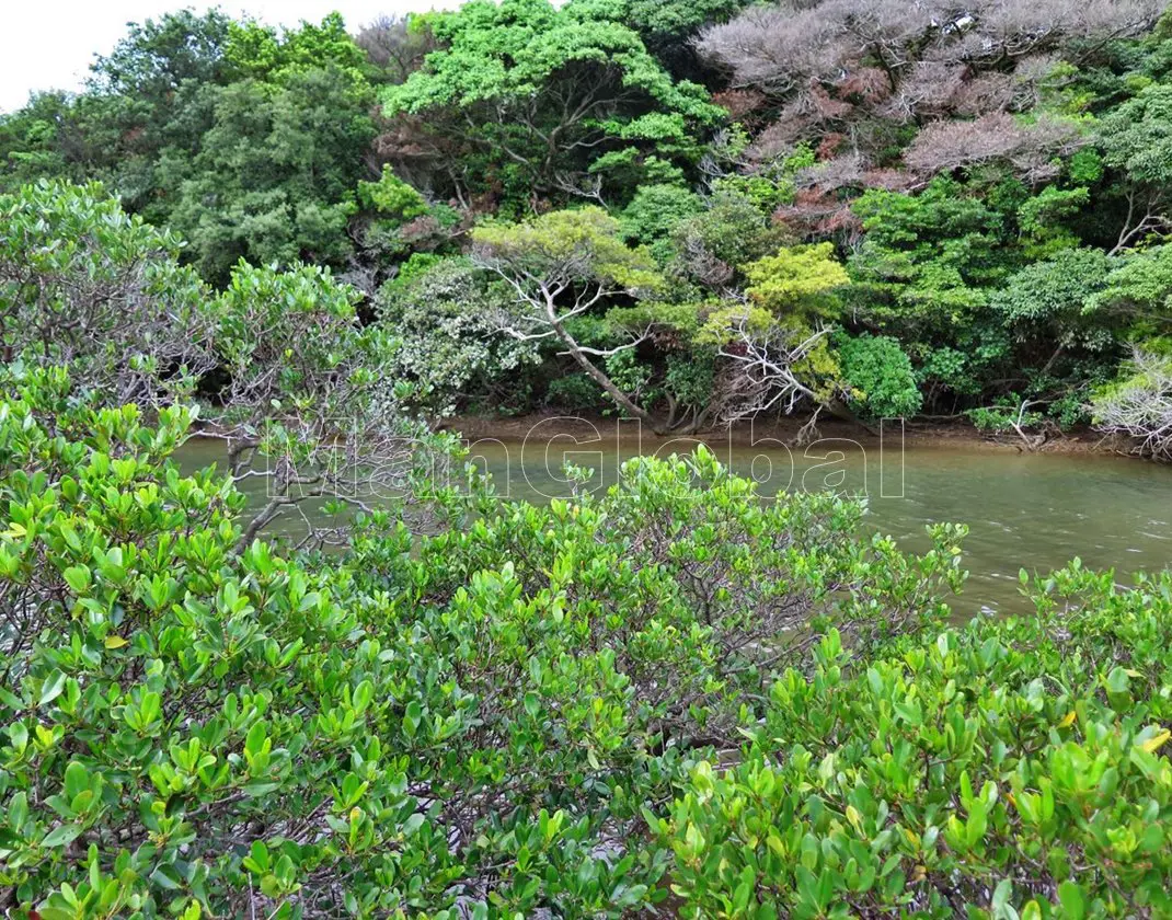 阿嶽川のマングローブ自生地(5)