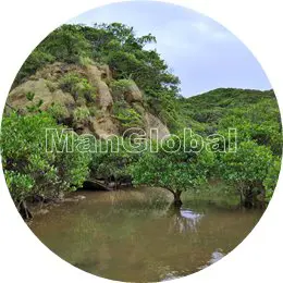 阿嶽川のマングローブ風景