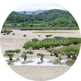 大浦川のマングローブ風景