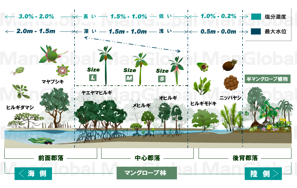 マングローブ林の植生断面図