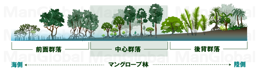 マングローブでの発達区域図